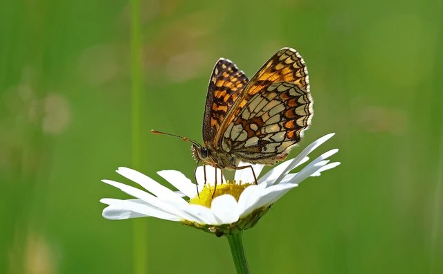 Melitaea athalia - közönséges tarkalepke