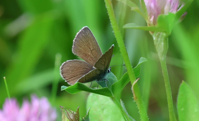 Cyaniris semiargus - aprószemes boglárka