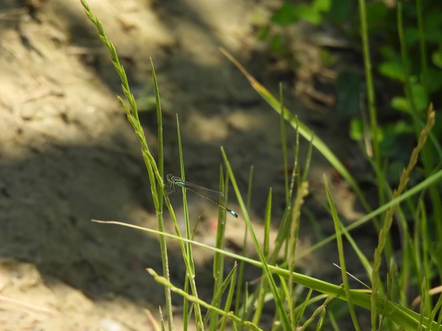 Ischnura elegans pontica - kéköves légivadász