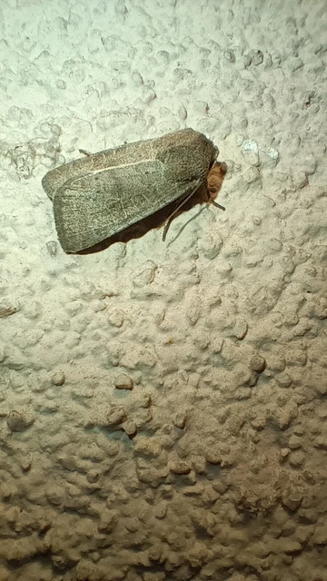 Hoplodrina ambigua - tömeges selymesbagoly