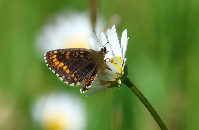 Melitaea athalia - közönséges tarkalepke
