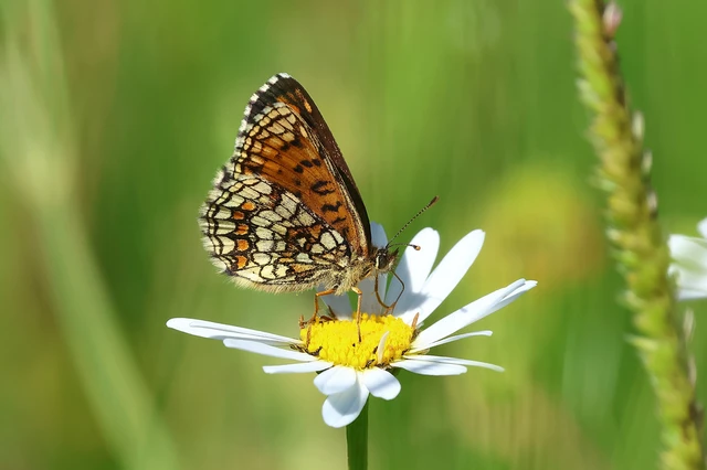 Melitaea athalia - közönséges tarkalepke