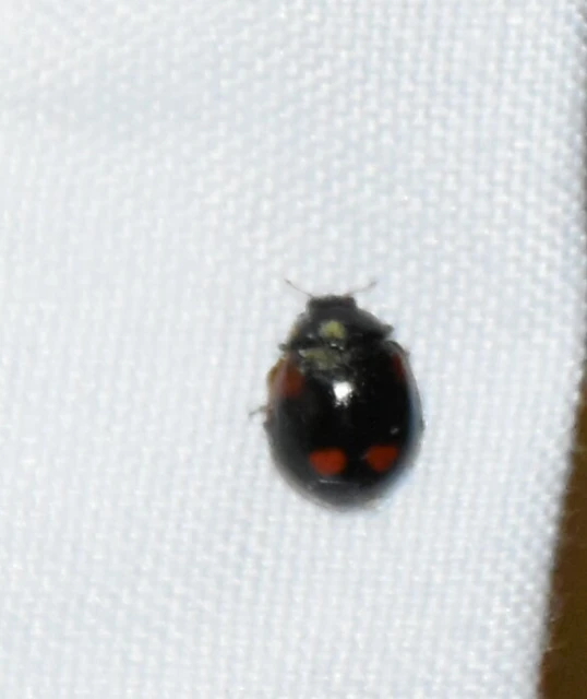 Adalia bipunctata - kétpettyes katica
