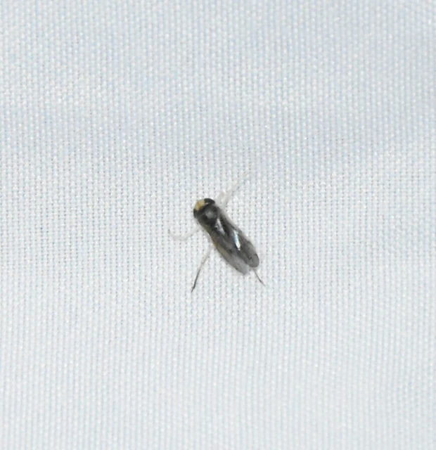 Corixidae - búvárpoloskák Corixidae - búvárpoloskák