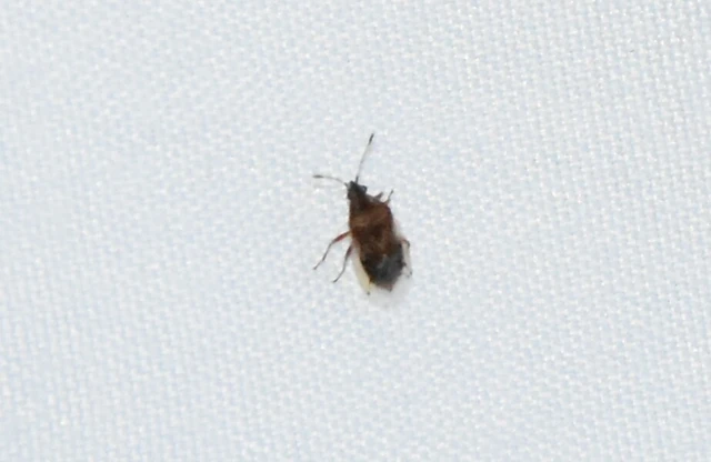 Kleidocerys resedae - nyírbodobács