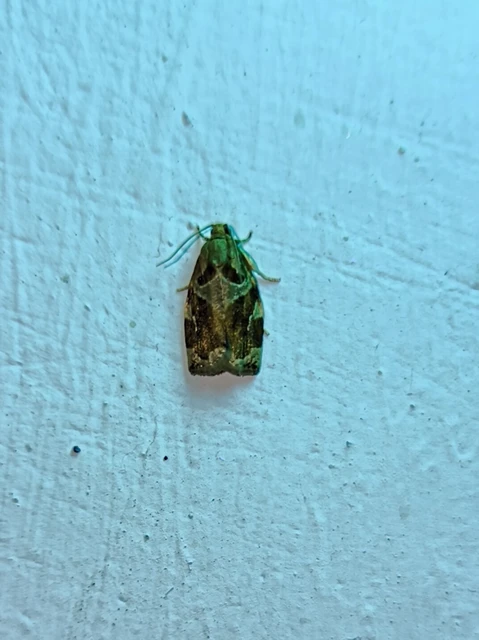 Archips xylosteana - kökényszövő sodrómoly