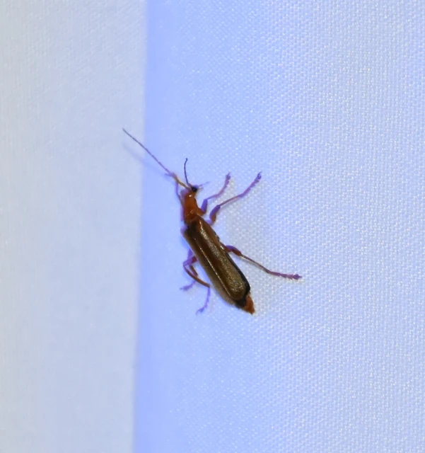 Cantharidae - lágybogárfélék