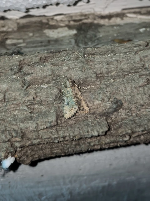 Hadula trifolii - lóherebagoly