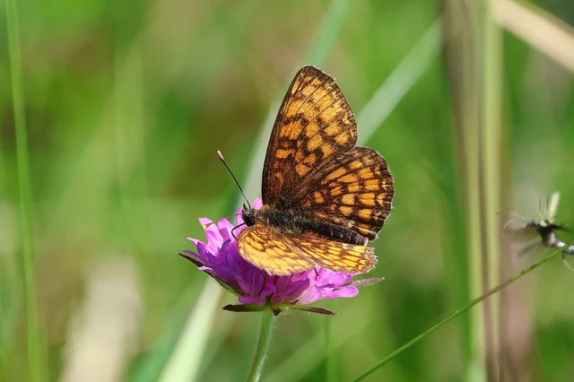 Melitaea athalia - közönséges tarkalepke