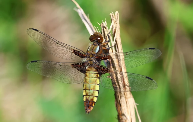 Libellula depressa - széles laposacsa