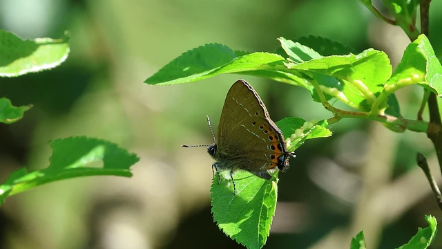 Satyrium pruni - szilvafa-csücsköslepke