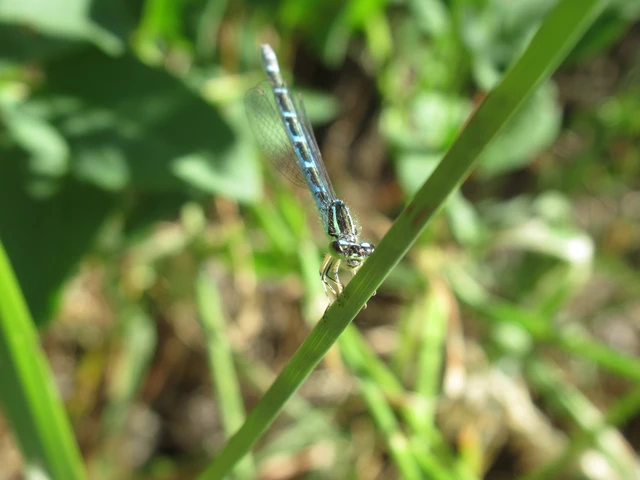 Coenagrion scitulum - mediterrán légivadász