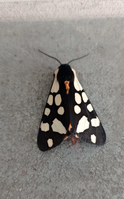 Arctia villica - fekete medvelepke