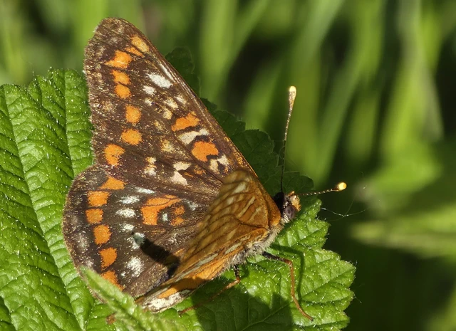 Euphydryas maturna - díszes tarkalepke