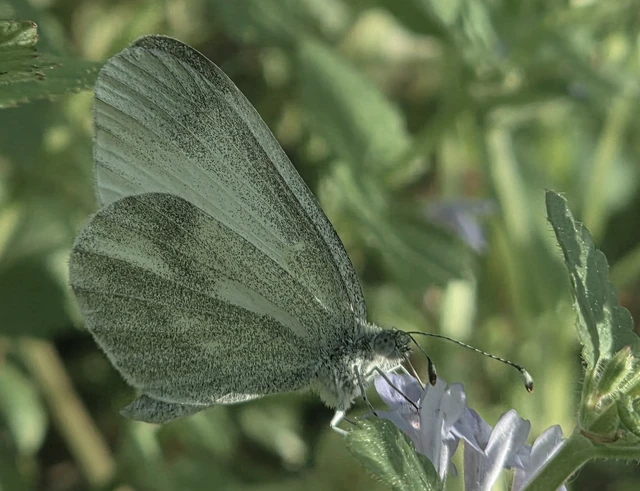 Leptidea sinapis - mustárlepke