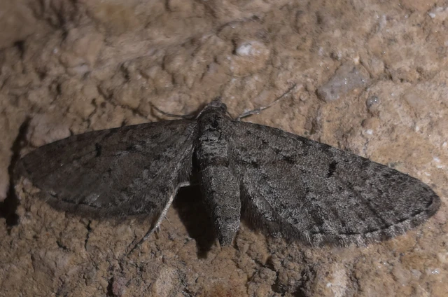 Eupithecia intricata - boróka-törpearaszoló