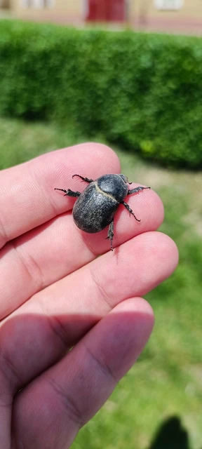 Pentodon idiota - butabogár