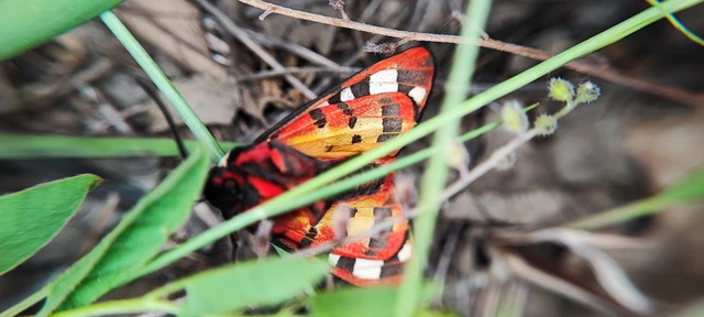 Arctia villica - fekete medvelepke