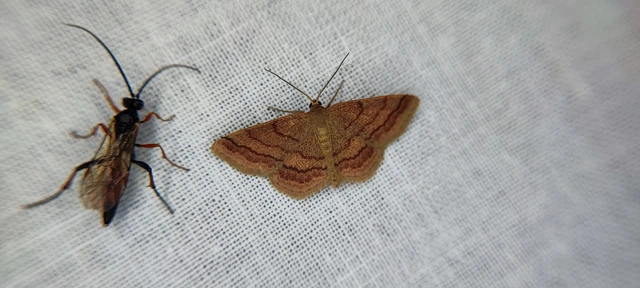 Scopula rubiginata - réti pirosaraszoló