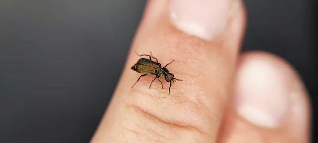 Melyridae - sziklaibogár-félék