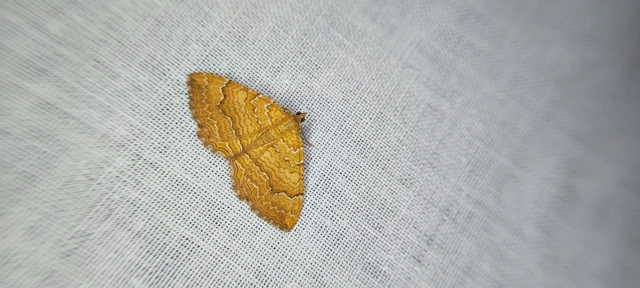Camptogramma bilineata - kétvonalas sávosaraszoló