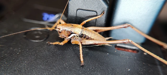 Pholidoptera aptera - nagy avarszöcske