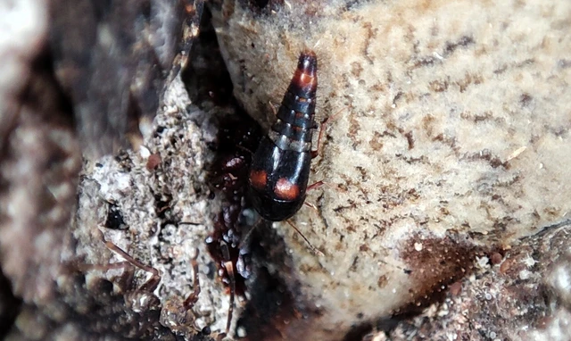Sepedophilus bipustulatus - taplókedvelő pihésholyva Sepedophilus bipustulatus - taplókedvelő pihésholyva