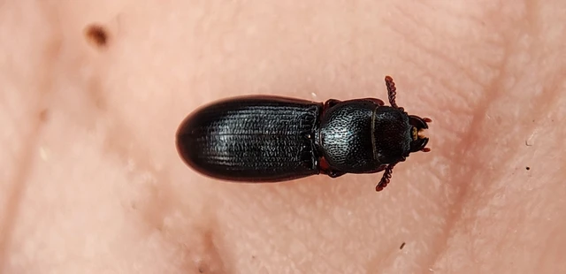 Tenebroides
