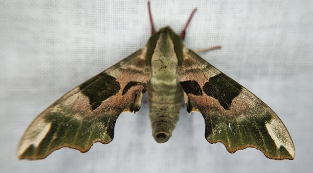 Mimas tiliae - hársfaszender