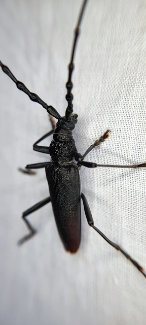 Cerambyx cerdo - nagy hőscincér