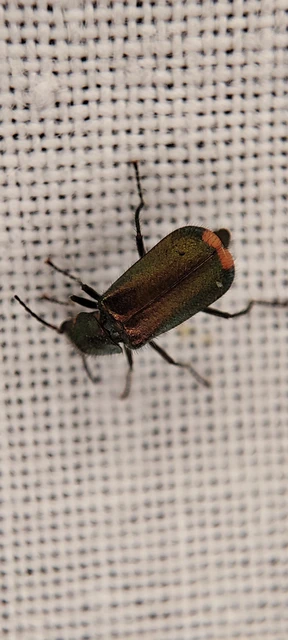 Melyridae - sziklaibogár-félék