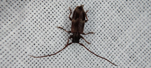 Exocentrus lusitanus - hársfa-rőzsecincér