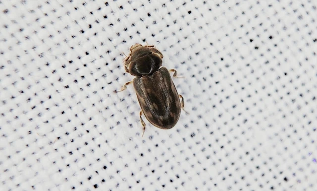 Heterocerus