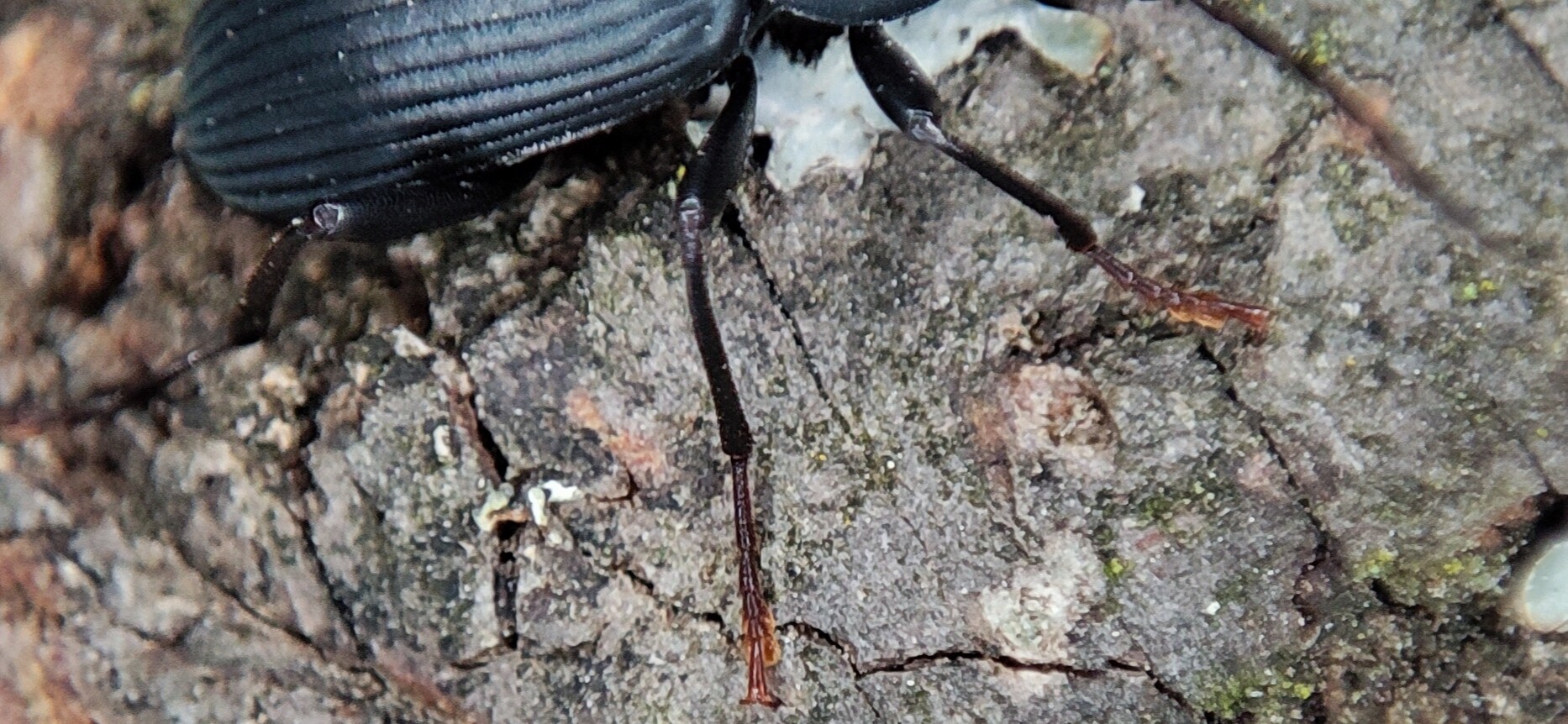 Allecula aterrima