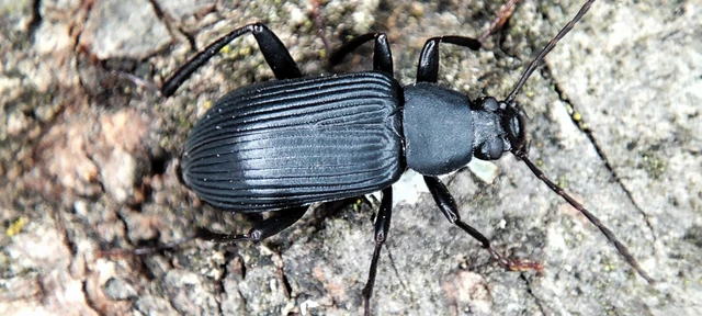 Allecula aterrima Allecula aterrima