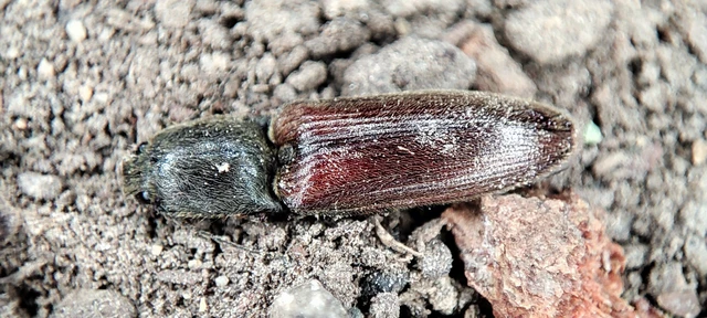 Elateridae - pattanóbogárfélék