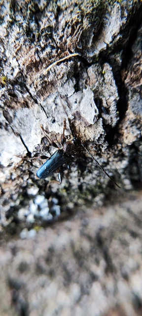 Phymatodes testaceus - változékony korongcincér Phymatodes testaceus - változékony korongcincér