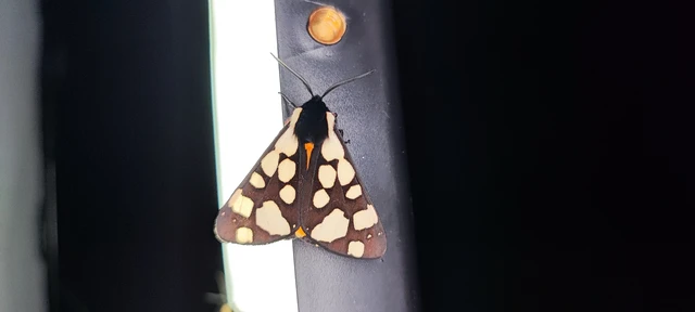 Arctia villica - fekete medvelepke