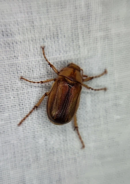 Rhizotrogus aestivus - tavaszvégi cserebogár