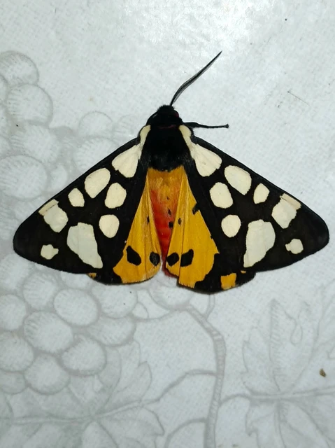 Arctia villica - fekete medvelepke
