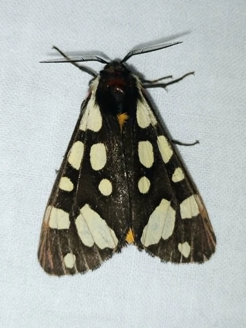 Arctia villica - fekete medvelepke