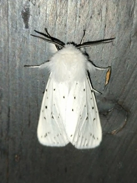 Spilosoma lubricipedum - tejszínű medvelepke