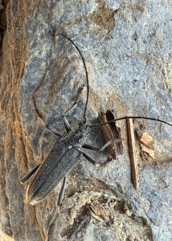 Oxymirus cursor - futócincér
