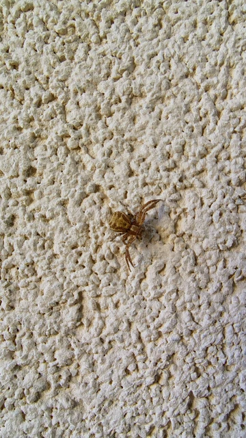 Xysticus