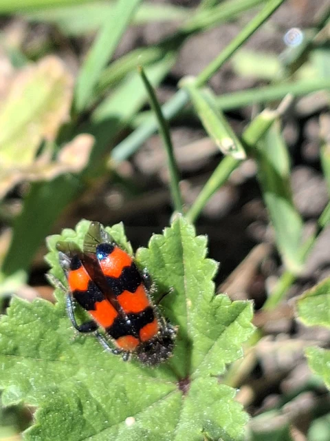 Trichodes apiarius - szalagos méhészbogár