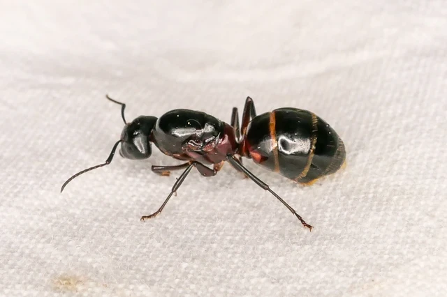 Camponotus ligniperda - faodvasító lóhangya