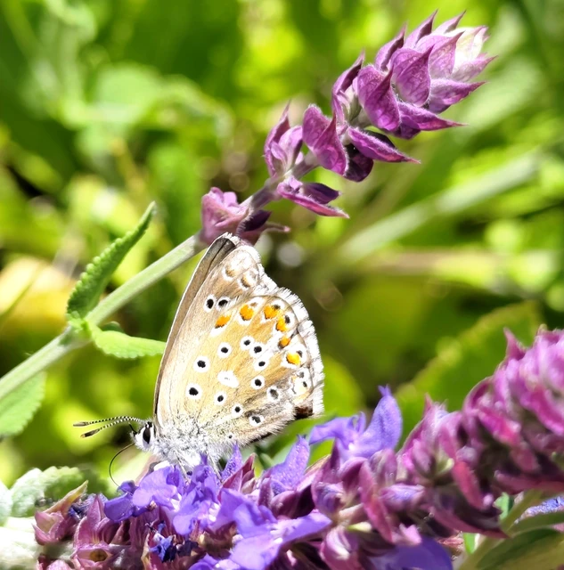 Polyommatus bellargus - égszínű boglárka