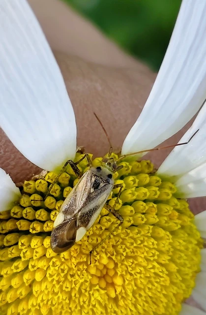 Adelphocoris lineolatus - lucernapoloska