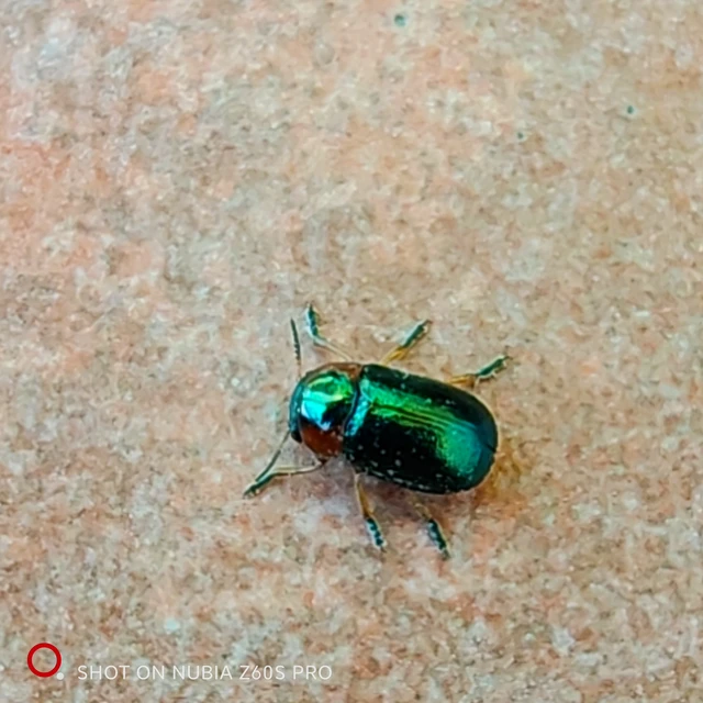 Cheilotoma musciformis - szélesfejű sztyepplevelész