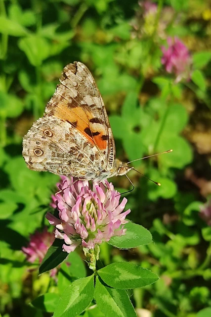 Vanessa cardui - bogáncslepke